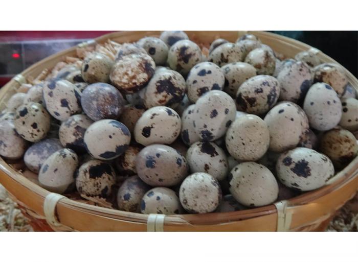 鵪鶉蛋 鵪鶉蛋